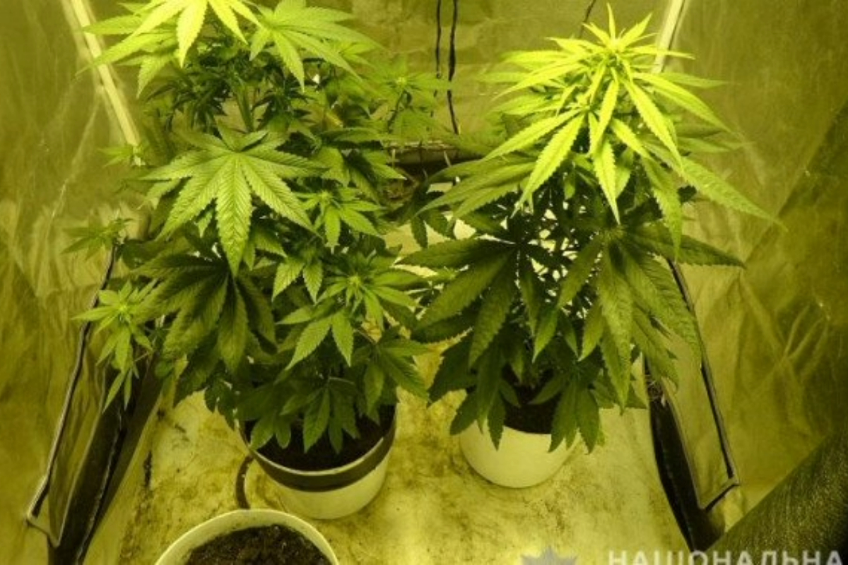 На Черкащині викрили чоловіка, який зберігав понад 700 грамів канабісу та саморобну рушницю