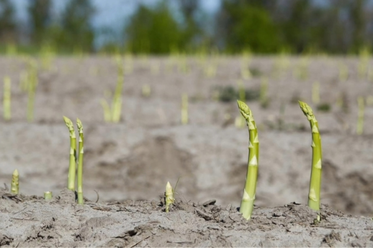 До 1200 гривень за кілограм в мережах. Фермер з Черкащини вирощує нішевий овоч