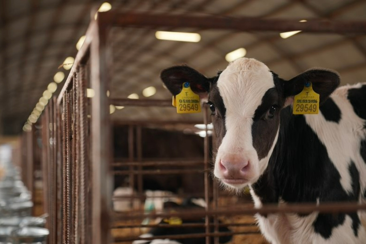 100 телят за місяць: як на Черкащині працює пологовий комплекс для корів.