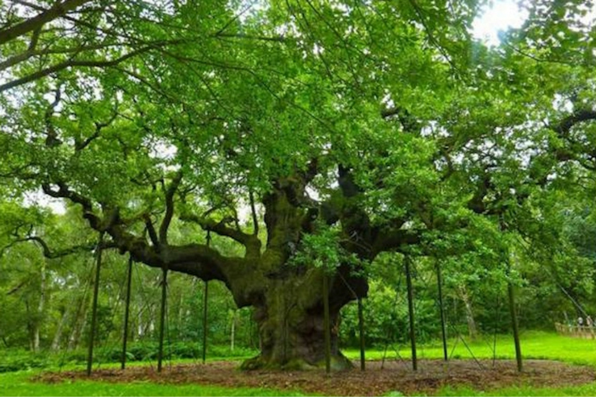На Черкащині громаду через суд зобов’язали встановити межі пам’ятки «Віковий дуб»