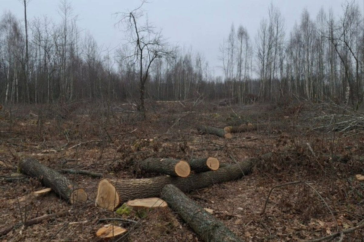 На Черкащині судитимуть інспекторів через незаконну вирубку лісу