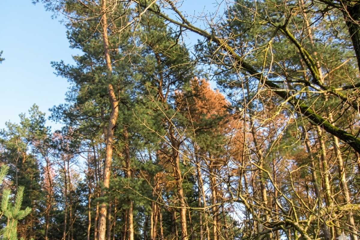 На Черкащині прокуратура вимагає повернути забудований ліс і знести будівлю