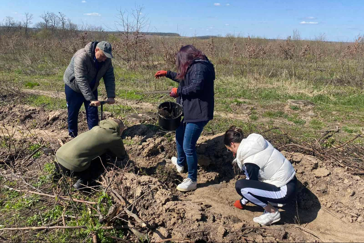 На Звенигородщині висадили майже 8 тисяч дубів