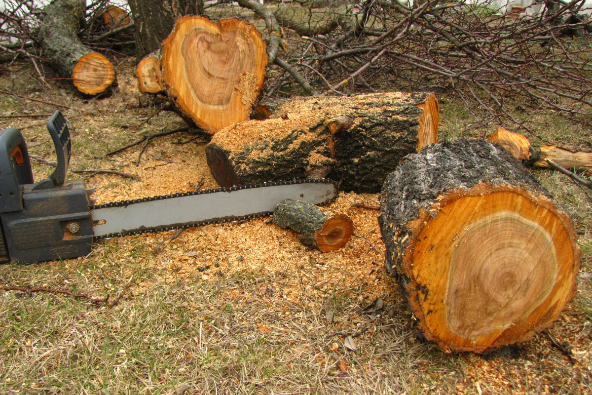 На Черкащині чоловік нарубав дерев на понад 100 тисяч: суд призначив 850 грн штрафу