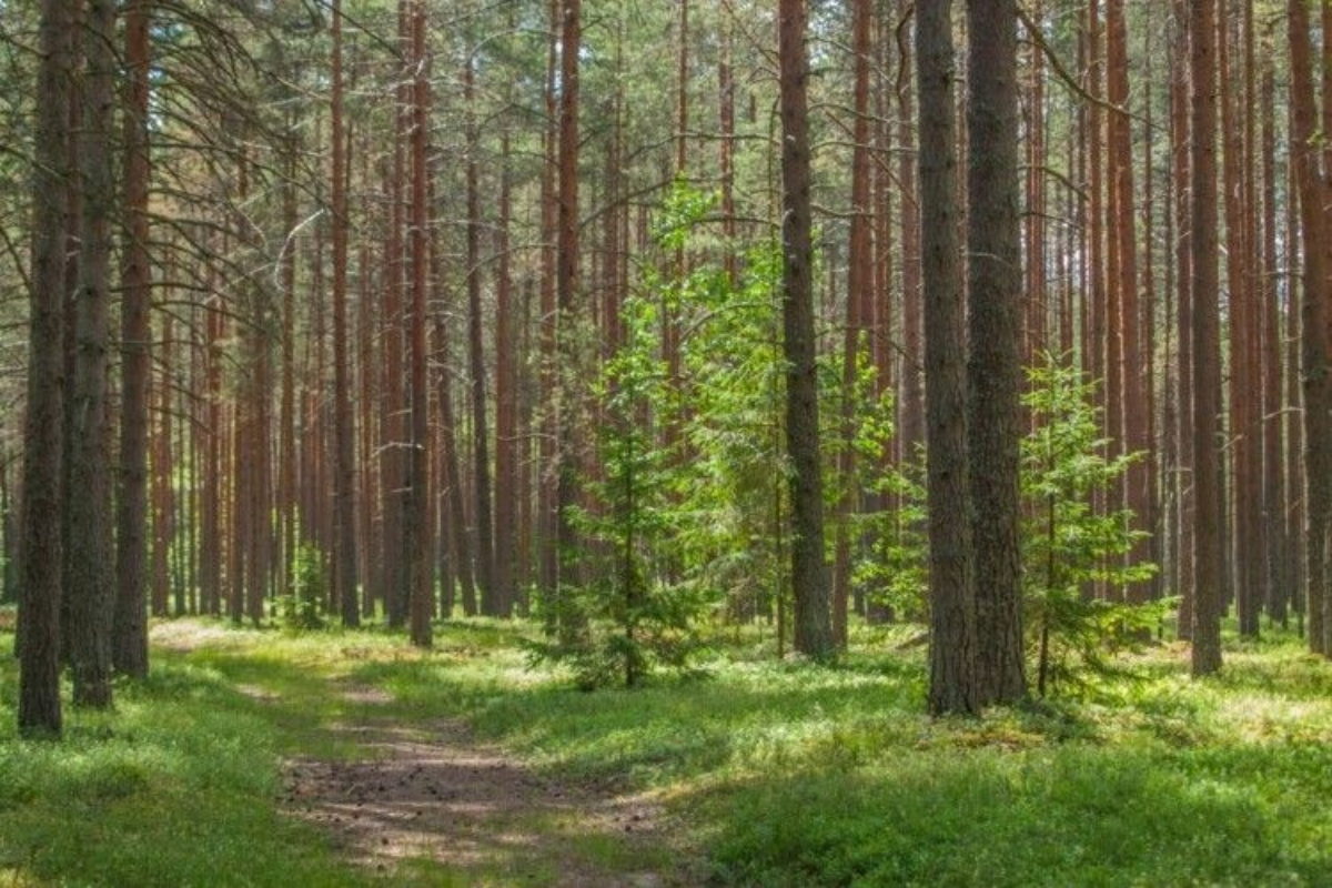 На Уманщині через суд повернули державі ділянку лісу вартістю понад 200 тис. грн