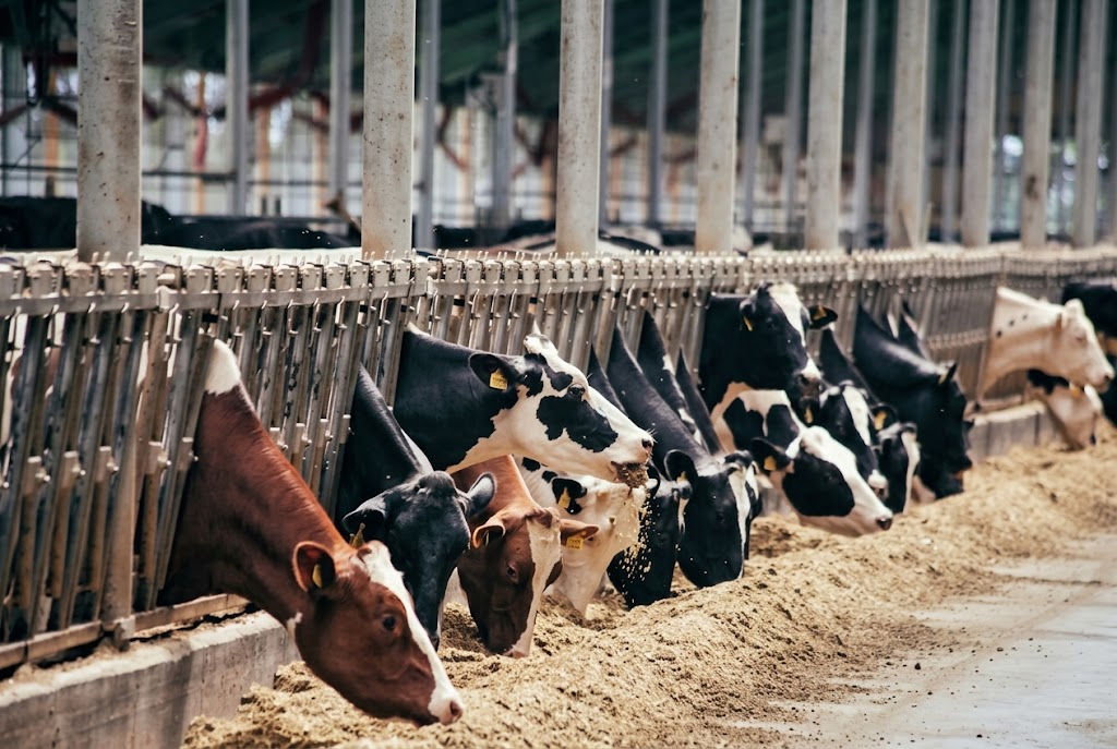 Черкащина — серед лідерів України за виробництвом продукції тваринництва